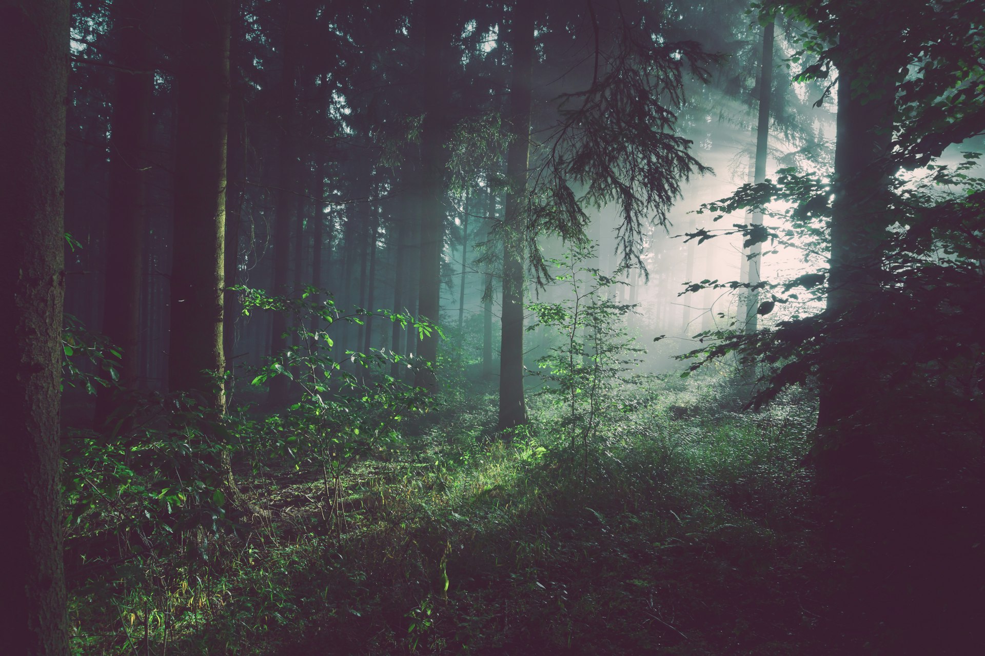 Fog drifting through a Marin redwood grove